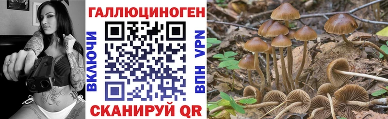 дарнет шоп  Сосенский  Псилоцибиновые грибы Psilocybine cubensis 